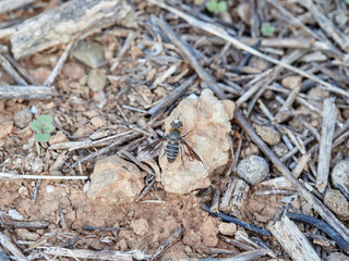 Pollinating bee fly camouflaged on a field of dry plants and stones. Bombyliidae family. Genus Heteralonia