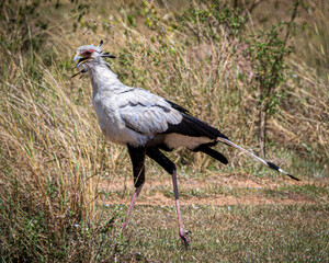 wildlife in the savannah
