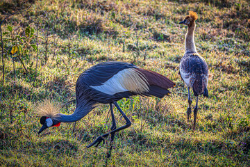 wildlife in the savannah
