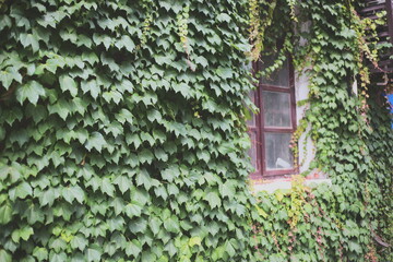 window with ivy - obrazy, fototapety, plakaty