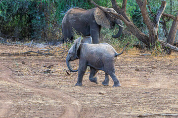 wildlife in the savannah