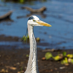 wildlife in the savannah