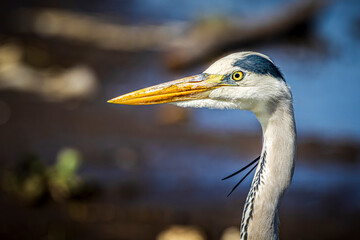 wildlife in the savannah