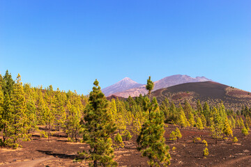 Lava fields and thickets of Canarian pine. Viewpoint - Mirador de Samara. Tenerife. Canary Islands. Spain