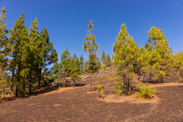 Lava fields and thickets of Canarian pine. Viewpoint - Mirador de Samara. Tenerife. Canary Islands. Spain