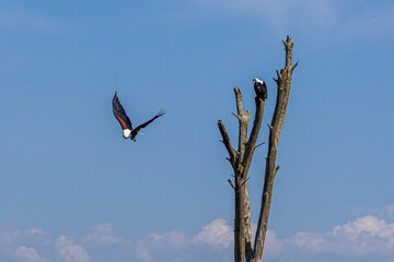 eagle in flight