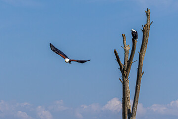 eagle in flight