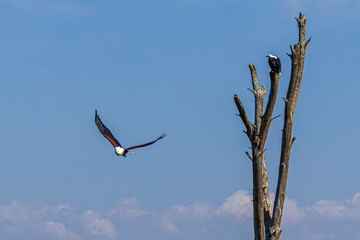 eagle in flight