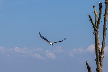 eagle in flight