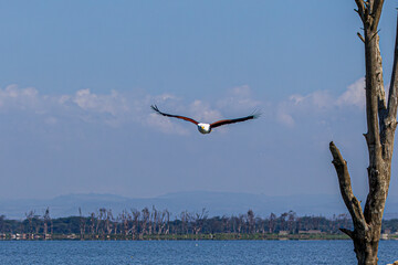 Obraz premium eagle in flight