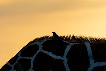 silhouette of a giraffe