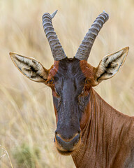 impala in the savannah