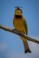 bee-eater