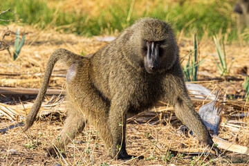 Obraz premium baboon sitting on the ground