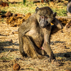 baboon sitting on the ground