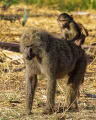 baboon with baby