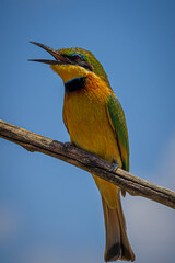 Merops pusillus