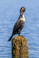 cormorant