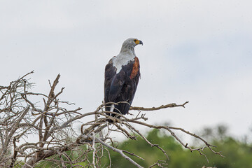 wildlife in the savannah