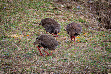 wildlife in the savannah