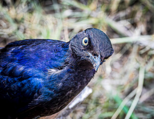 close up of a bird