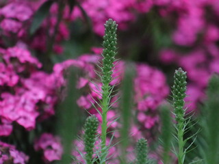 Purple flowers on a background of green leaves and plants