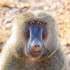 baboon sitting in the grass