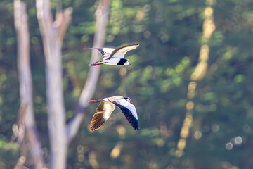 wildlife in the savannah