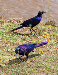 wildlife in the savannah