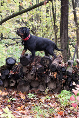 Rottweiler in the autumn forest