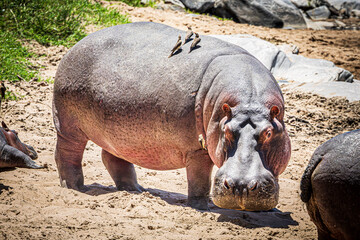 hippopotamus