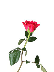 Obraz premium red rose isolated on white background