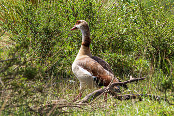 grey goose in the grass