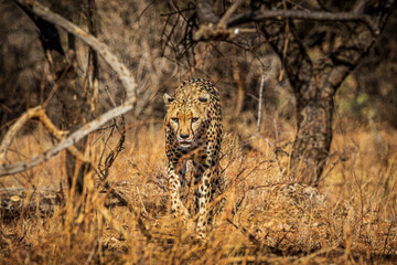 portrait of a cheetah