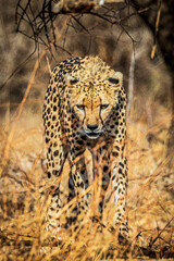portrait of a cheetah