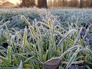 Winter wonderland - freezing grass and leaves in Dutch flat landscape. White, frost-covered grass...
