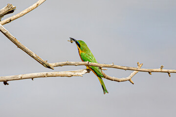bee-eater
