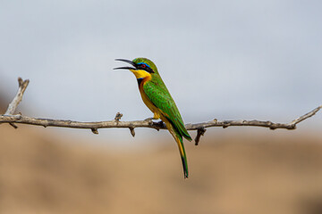 bee-eater