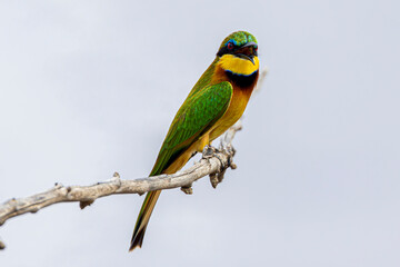 bee-eater