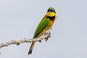 bee-eater
