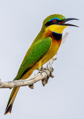 bee-eater
