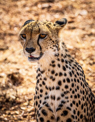 cheetah