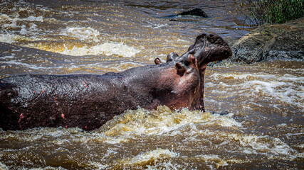 hippopotamus