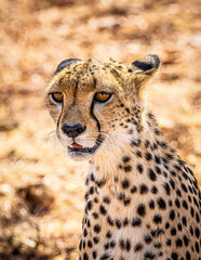 cheetah