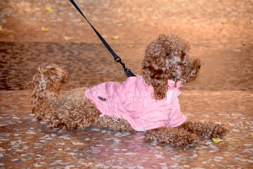 Dolce cagnolino © Francesca