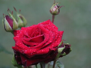 Red rose on a bush with a bud