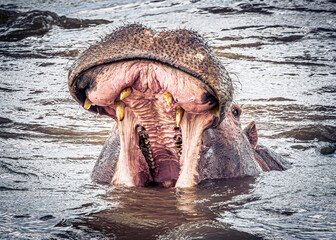 hippopotamus