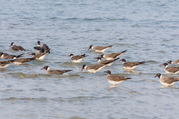 lot of seagulls in the water at the red sea
