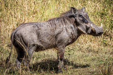 warthog © Alvaro