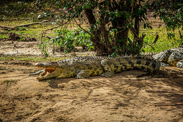 alligator in the wild